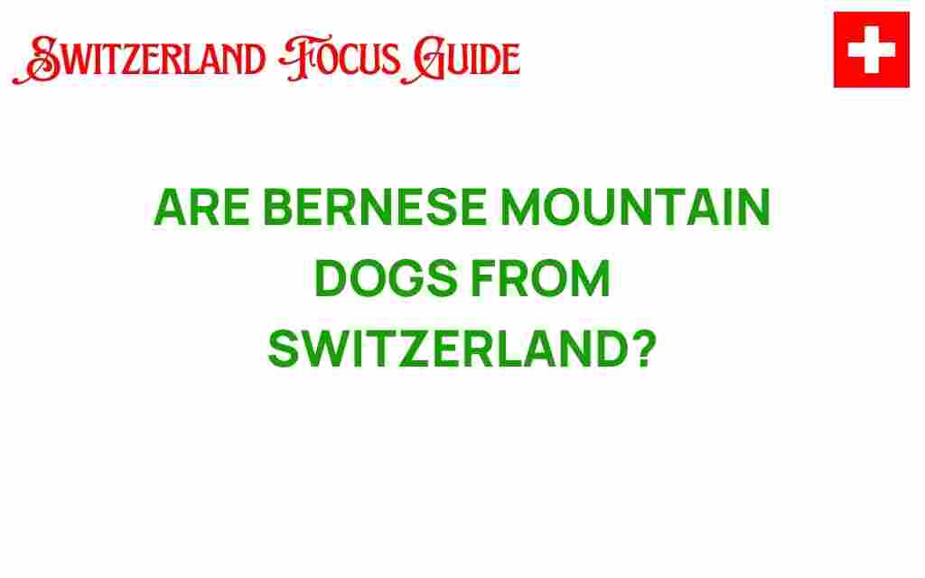bernese-mountain-dogs-from-switzerland